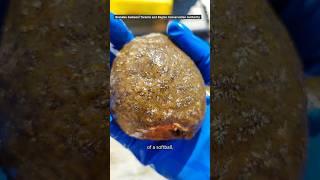 Why this slimy jelly blob found in Toronto is exciting conservationists