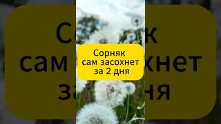 Сорняк сам засохнет за 2 дня без химии! #дача #огород #сад #вредители #советы #сорняки