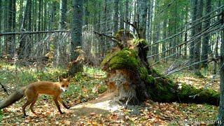 Порхалище. Кадры с фотоловушки.