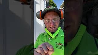 Importance of termite protection during construction