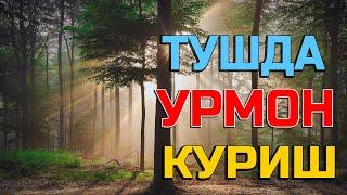 Туш табири - Тушда урмон куриш