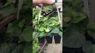 We need to stop buying this plant! #invasive