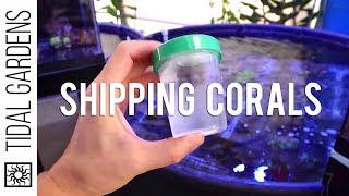 Shipping Live Corals