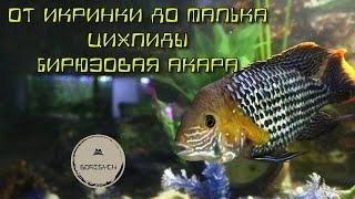 От икринки до малька. Цихлиды. Бирюзовая акара / From eggs to fry. Cichlids. Turquoise Acara