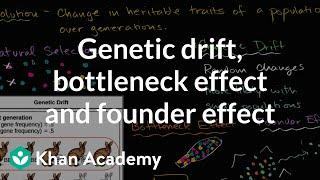 Genetic drift, bottleneck effect and founder effect | Biology | Khan Academy