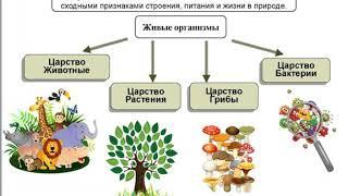 Царства живой природы 1