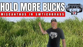 Chasing Giants TV - Improving Deer Bedding - Miscanthus in Switchgrass