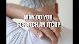 Why do you scratch an itch