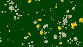 Dandelion    | Green Screen: Chroma Key Full 1080p HD