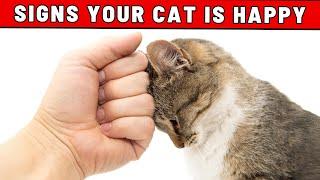 7 Things That Make Your Cat Happy - You Would Never Suspect!