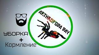 Уборка (brachypelma smithi) + Кормление (caribena versicolor)