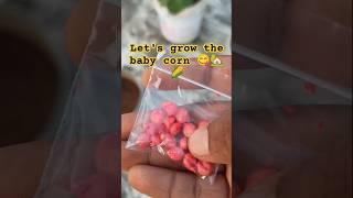 let's grow the baby corn #organic #harvest #garden