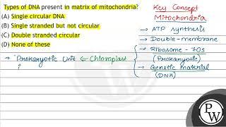 Types of DNA present in matrix of mitochondria? (A) Single circular DNA (B) Single stranded but ...