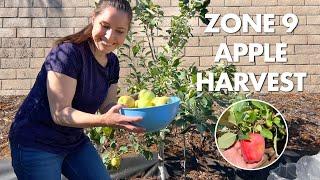 Zone 9 Summer Apple Harvest | Anna and Golden Dorsett