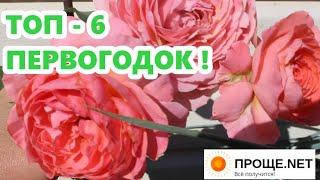 Розы-первогодки, которые меня поразили!  Сорта, питомники. ТОП-6 самых стойких и шикарных малышей!