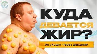 Куда девается жир? Он уходит через дыхание.
