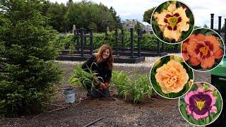 Planting 4 Varieties of Daylilies- Tough, Low Maintenance Perennials!  // Garden Answer