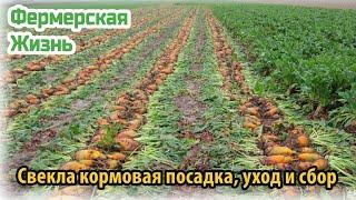 Свекла кормовая посадка, уход и сбор