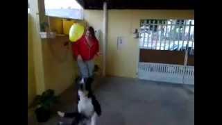 Teddy e a bexiga amarela | by #pu2kak | #teddycachorrao |