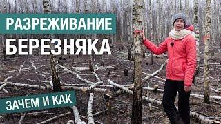 Зачем разреживать лес и как это делать: рубка ухода в березовом лесу (второе издание)