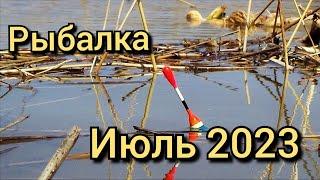 Рыбалка на поплавок на озере.Писец большие рыбины кабаны гнут удилище в дугу.Ловля карася в камышах