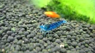 Orange eyed blue tiger in a tank  shrimp on Fluval Stratum substrate
