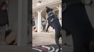 #doberman #доберман видео взято с тик тока Bim_persk #Shorts