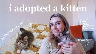 i adopted another cat! (a vlog)