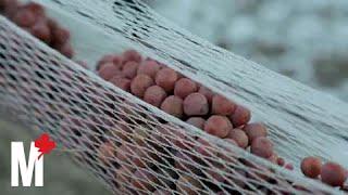 The making of ice wine