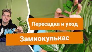 Замиокулькас — как правильно пересаживать и ухаживать?