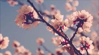 [sold] sad acoustic guitar type beat no drums / instrumental "manage" (prod. acey)