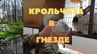 Обязательный осмотр гнезда кроликов на первый и десятый день/Взвешивание крольчат/Кёкенхоф Голландия