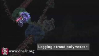 Mechanism of DNA Replication (Advanced)