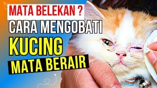 Dijamin MANJUR‼️ Penyebab & Cara Mengobati Mata Kucing yang Belekan dan Berair - Kucing Sakit Mata