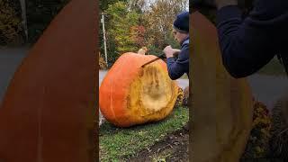 Prepping for carving and collecting seeds #halloween #pumpkin #giantpumpkin #gardening #asmr