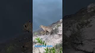 Leopards mating #leopard #shorts #viral #animals #wildlifephotography #masaimara