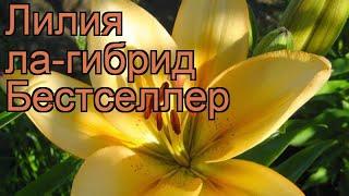 Лилия ла-гибрид Бестселлер (lilium)  лилия Бестселлер обзор: как сажать луковицы лилии Бестселлер