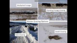 Integrating Livestock into a Cropping System for Sustainability and Soil Health