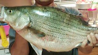 Hybrid triped   bass fishing below Truman Dam on weekend ️️