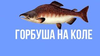 Как поймать горбушу на Коле в русской рыбалке 3