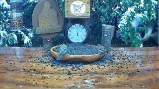 Пернатый мир, новый сезонFeathered world, new season #greattit #nuthatch #sparrow#willowtit#Russia