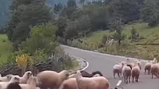 Баран против чабана. Драка