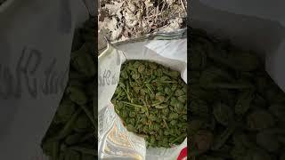 Picking fiddleheads #maine #plants #fiddleheads #lifestyle