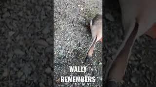 Wally Remembers me and continues his attack