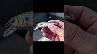 It really attracts fish. Come and see this fish.#fishing #happyfishing #fishingvideo #shorts #viral