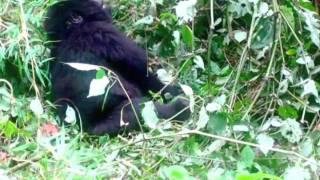 Volcanoes National Park, Rwanda, Gorilla Safaris