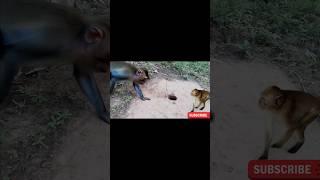 Detik-Detik Monyet Bersaiz Besar Mendekati Jebakan. #shorts #monkey #monkeytrap