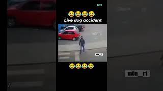 Dog accident #youtube #funny #rdx