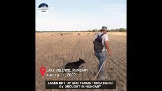 Lakes dry up and farms threatened by record drought in Hungary