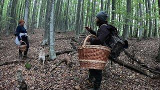 Боровий КОРОЛЬ Білих ГРИБІВ! ОЧІ НЕ ВІРЯТЬ ПОБАЧЕНОМУ!. ЙО! Вони ЯК намальовані!